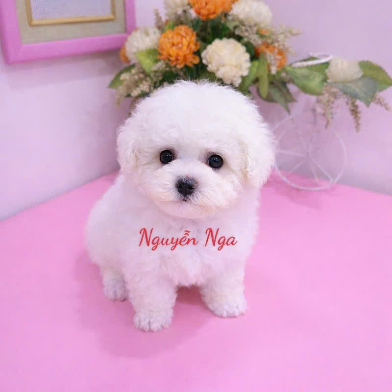Chó Poodle - PD 17098
